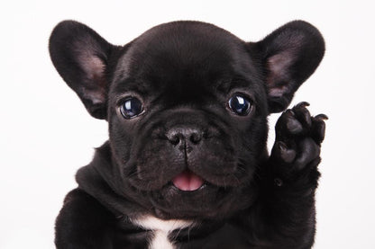 Black French Bulldog Waving Hello | Cute Puppy Photography | Pet Wall Art Poster - Photography Poster