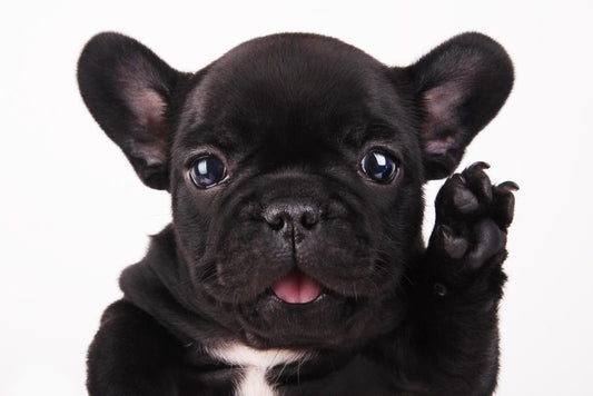 Black French Bulldog Waving Hello | Cute Puppy Photography | Pet Wall Art Poster - Photography Poster