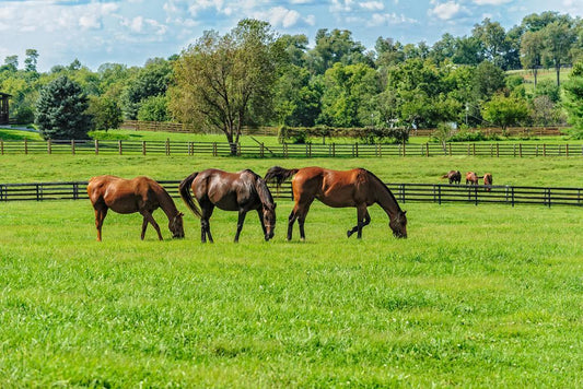 Thoroughbred Horses Grazing in a Pasture | Equestrian Photography | Farm Life Poster - Photography Poster