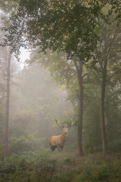 Majestic Red Deer Stag in a Foggy Forest Clearing | Wildlife Photography | Moody Nature Poster - Photography Poster