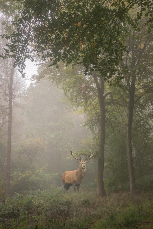 Majestic Red Deer Stag in a Foggy Forest Clearing | Wildlife Photography | Moody Nature Poster - Photography Poster