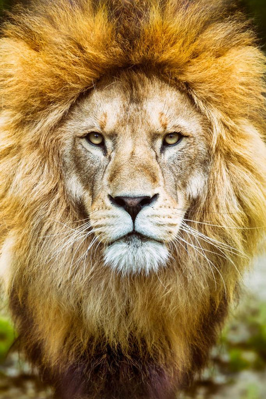 African Lion Headshot Photo | Wildlife Photography | Animal Portrait Poster - Photography Poster