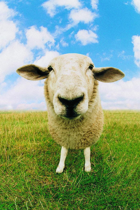Close Up of a Sheep Photo | Farm Animal Portrait | Rural Photography Poster - Photography Poster