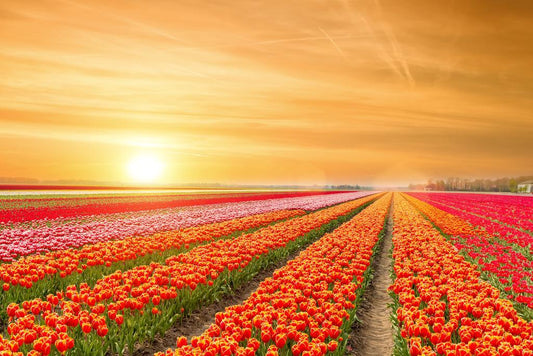 Rows of Tulips in the Netherlands | Springtime Floral Photography | Holland Landscape Poster - Photography Poster