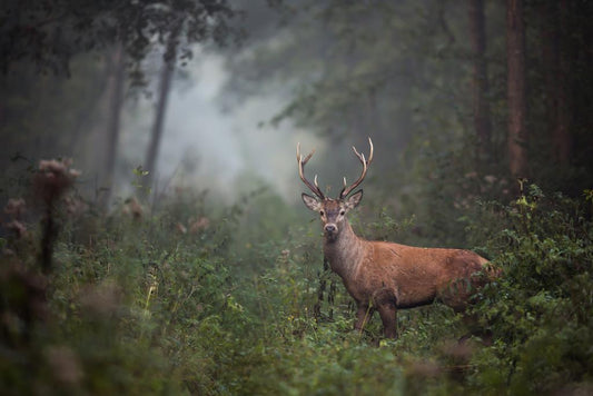 Red Deer Stag in Dense Forest Undergrowth | Foggy Wildlife Photography | Nature Wall Art Poster - Photography Poster