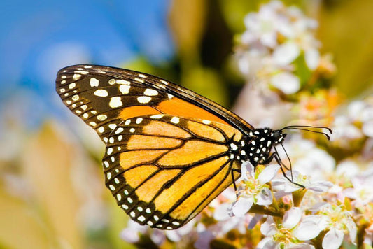 Monarch Butterfly on a Flower | Macro Photography Print | Nature Wall Art Poster - Photography Poster