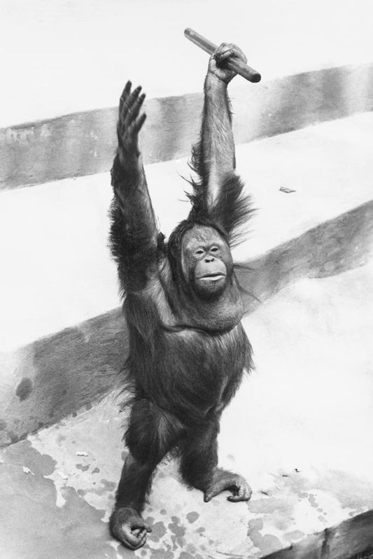 Orangutan Raising Hands | Vintage Black and White Animal Photo | Wildlife Poster - Vintage & Retro Poster