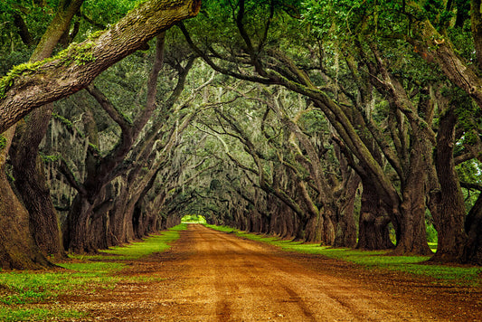 Oak Trees on a Plantation Road | Southern Landscape Photography | Nature Poster - Photography Poster