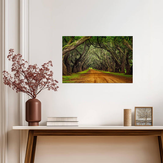 Oak Trees on a Plantation Road | Southern Landscape Photography | Nature Poster - Photography Poster