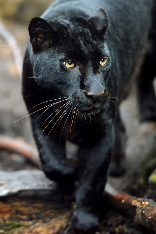 Black Leopard Portrait | Wild Cat Photography | Jungle Animal Poster - Photography Poster