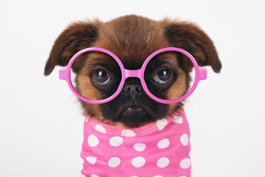 Cute Puppy in Hot Pink Sunglasses | Funny Dog Photography | Humorous Pet Poster - Photography Poster
