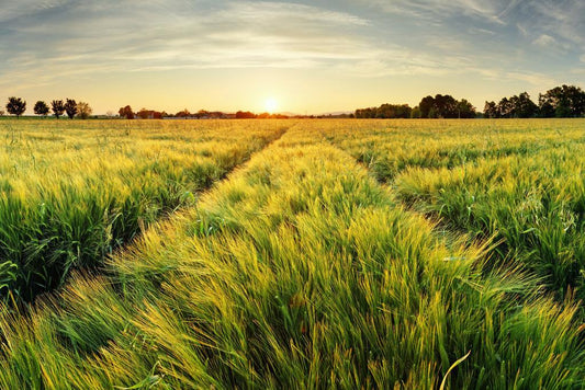 Rural Sunset Farm Poster | Spring Wheat Field Photography | Countryside Wall Art