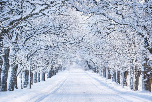 Snowy Winter Street Poster | Snow Covered Trees Photography | Winter Landscape Art