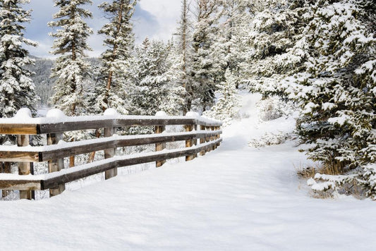 Snowy Forest Path Poster | Winter Landscape Photography | Nature Wall Art