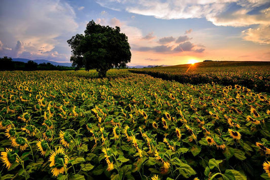 Sunflower Field in Thailand | Nakhon Ratchasima Province Photography | Floral Poster - Photography Poster