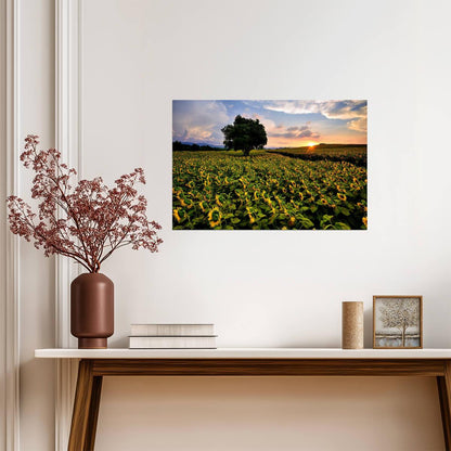 Sunflower Field in Thailand | Nakhon Ratchasima Province Photography | Floral Poster - Photography Poster