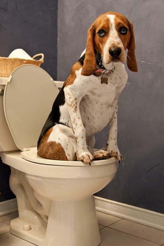 Funny Beagle on Toilet Poster | Bathroom Humor | Dog Wall Art
