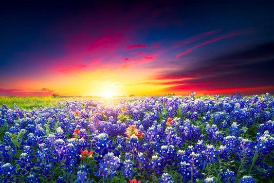 Spring Sunrise with Bluebonnets | Texas Hill Country Photography | Wildflower Poster - Photography Poster