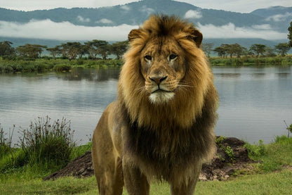 African Lion at a Lake in the Serengeti | National Park Wildlife Photography | Safari Poster - Photography Poster