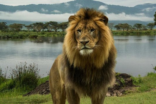 African Lion at a Lake in the Serengeti | National Park Wildlife Photography | Safari Poster - Photography Poster