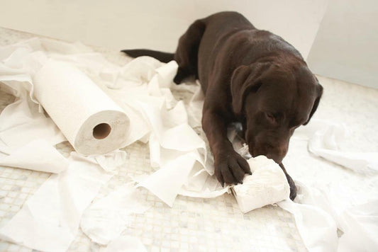 Funny Dog Making a Mess Poster | Bathroom Humor | Puppy Wall Art