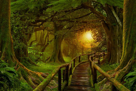 Tropical Jungle Bridge Poster | Sunset Rainforest Photography | Nature Wall Art
