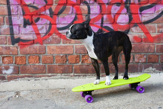 Boston Terrier on a Skateboard | Funny Dog Photography | Urban Pet Poster - Photography Poster