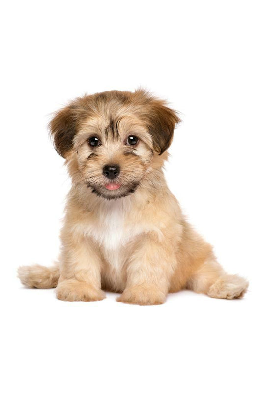 Cute Havanese Puppy Dog Sitting | Pet Photography Portrait | Animal Poster - Photography Poster