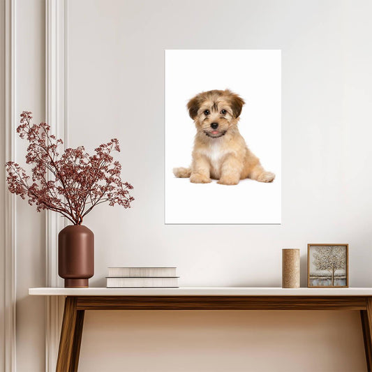 Cute Havanese Puppy Dog Sitting | Pet Photography Portrait | Animal Poster - Photography Poster