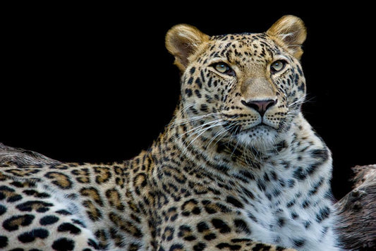 Leopard Face to Face Portrait | Wildlife Photography | Big Cat Poster - Photography Poster