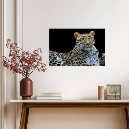Leopard Face to Face Portrait | Wildlife Photography | Big Cat Poster - Photography Poster