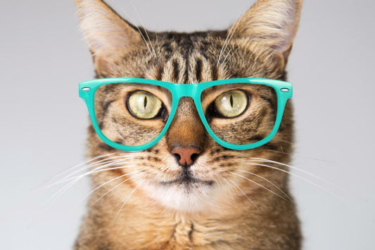 Cute Cat Looking Smart in Blue Glasses | Funny Animal Photography | Humorous Pet Poster - Photography Poster