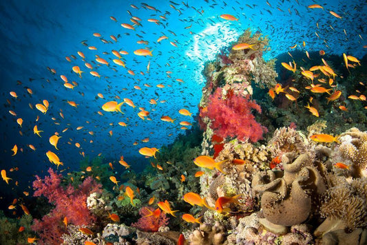Colorful Coral Reef Scene | Underwater Photography Print | Ocean Life Poster - Photography Poster