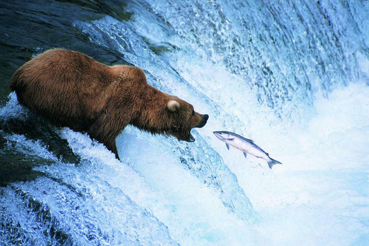 Grizzly Bear Catching a Jumping Salmon | Alaska Wildlife Photography | Nature Poster - Photography Poster