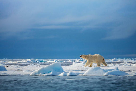 Polar Bear Walking in the Wild | Arctic Wildlife Photography | Animal Poster - Photography Poster