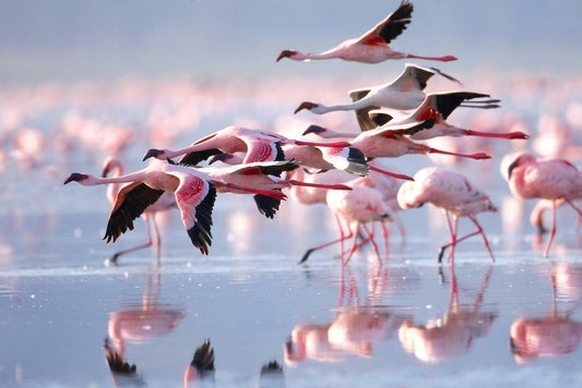 Pink Flamingos Wading in Water | Tropical Bird Photography | Wildlife Wall Art Poster - Photography Poster