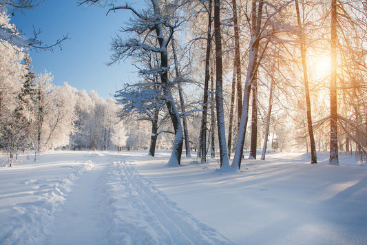 Winter Park Forest Sunrise Poster | Snowy Trees Photography | Nature Wall Art
