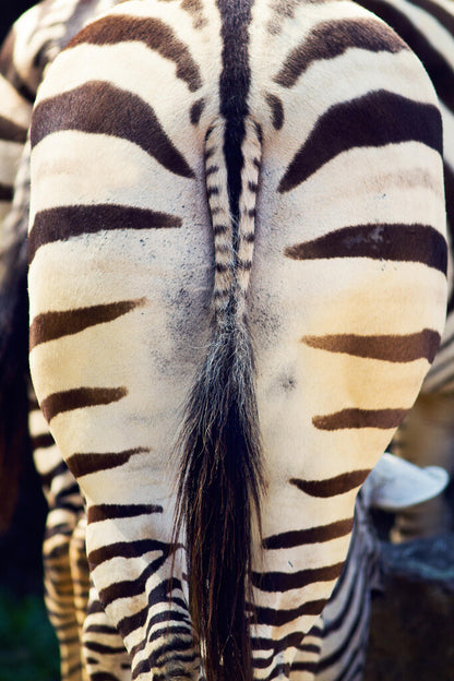 Zebra Butt | Funny Animal Photography | Humorous Wildlife Poster - Photography Poster