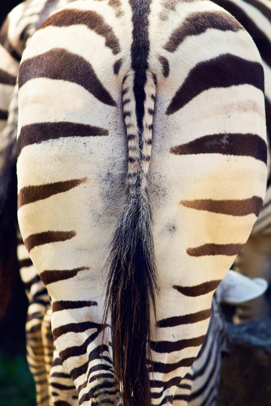 Zebra Butt | Funny Animal Photography | Humorous Wildlife Poster - Photography Poster