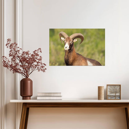 European Mouflon Wild Sheep | Wildlife Photography Print | Animal Poster - Photography Poster