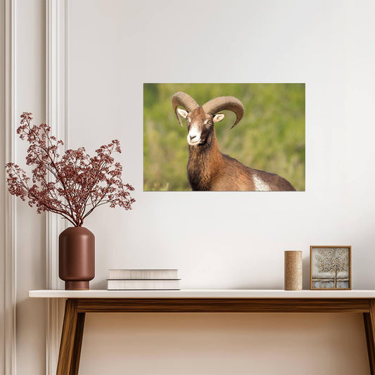 European Mouflon Wild Sheep | Wildlife Photography Print | Animal Poster - Photography Poster