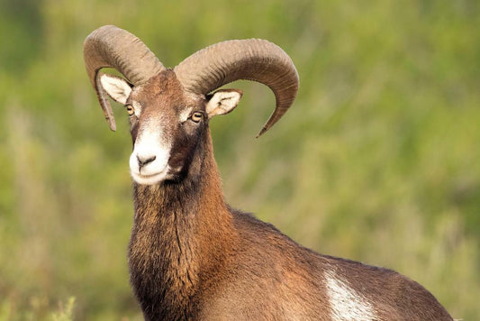 European Mouflon Wild Sheep | Wildlife Photography Print | Animal Poster - Photography Poster