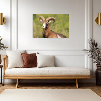 European Mouflon Wild Sheep | Wildlife Photography Print | Animal Poster - Photography Poster