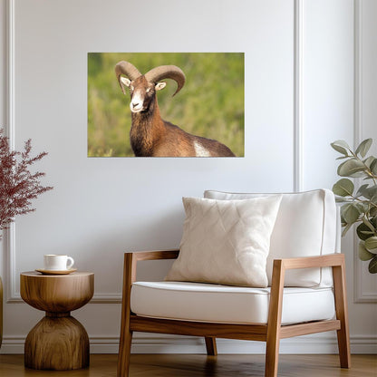 European Mouflon Wild Sheep | Wildlife Photography Print | Animal Poster - Photography Poster
