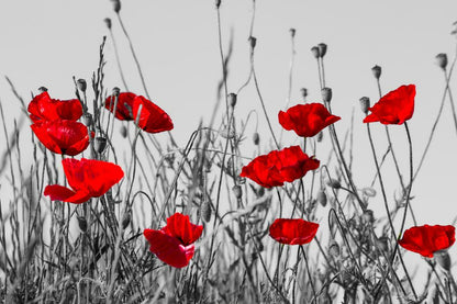 Red Poppies Meadow Poster | Black and White Photography | Floral Wall Art with Color Pop