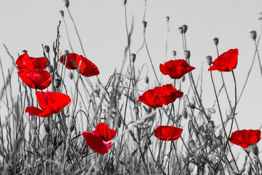 Red Poppies Meadow Poster | Black and White Photography | Floral Wall Art with Color Pop