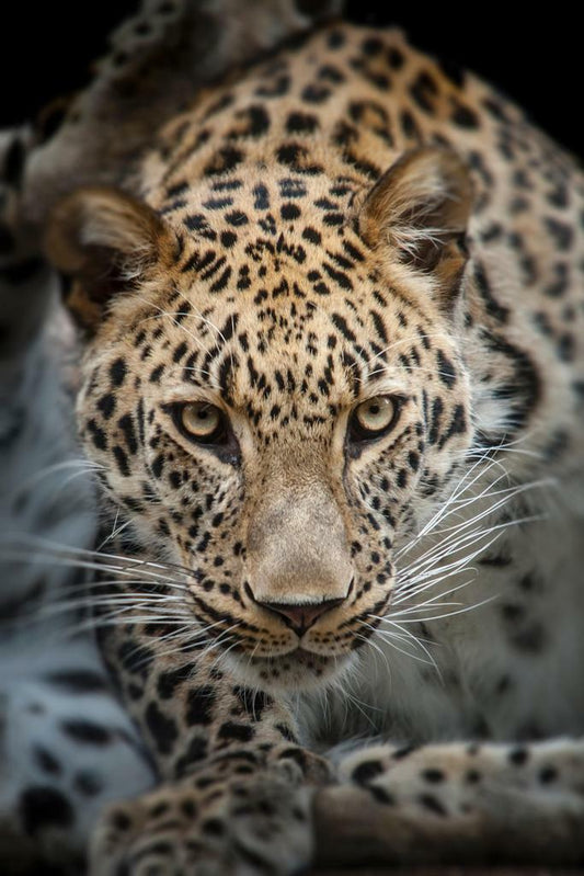 Close Up of an Angry Leopard | Wildlife Photography | Big Cat Portrait Poster - Photography Poster