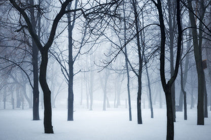Winter Forest in Fog | Black and White Photography | Moody Nature Poster - Photography Poster