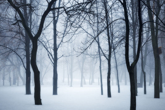 Winter Forest in Fog | Black and White Photography | Moody Nature Poster - Photography Poster