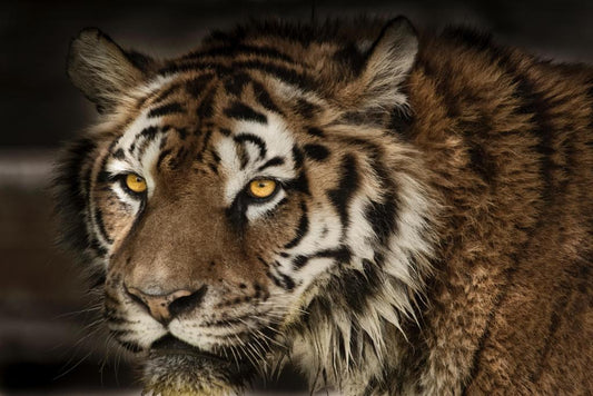 Majestic Tiger Face Close Up | Wildlife Photography Portrait | Animal Poster - Photography Poster